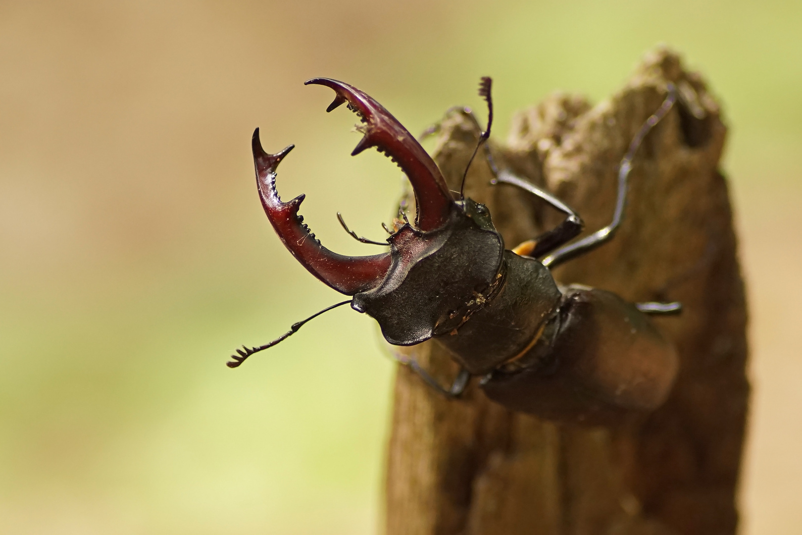 Hirschkäfer (Lucanus cervus)