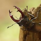 Hirschkäfer (Lucanus cervus)