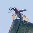 Hirschkäfer (Lucanus cervus)