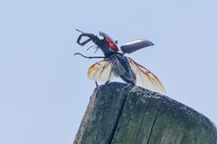 Hirschkäfer (Lucanus cervus)