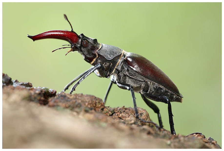 Hirschkäfer (Lucanus cervus)