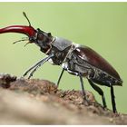 Hirschkäfer (Lucanus cervus)