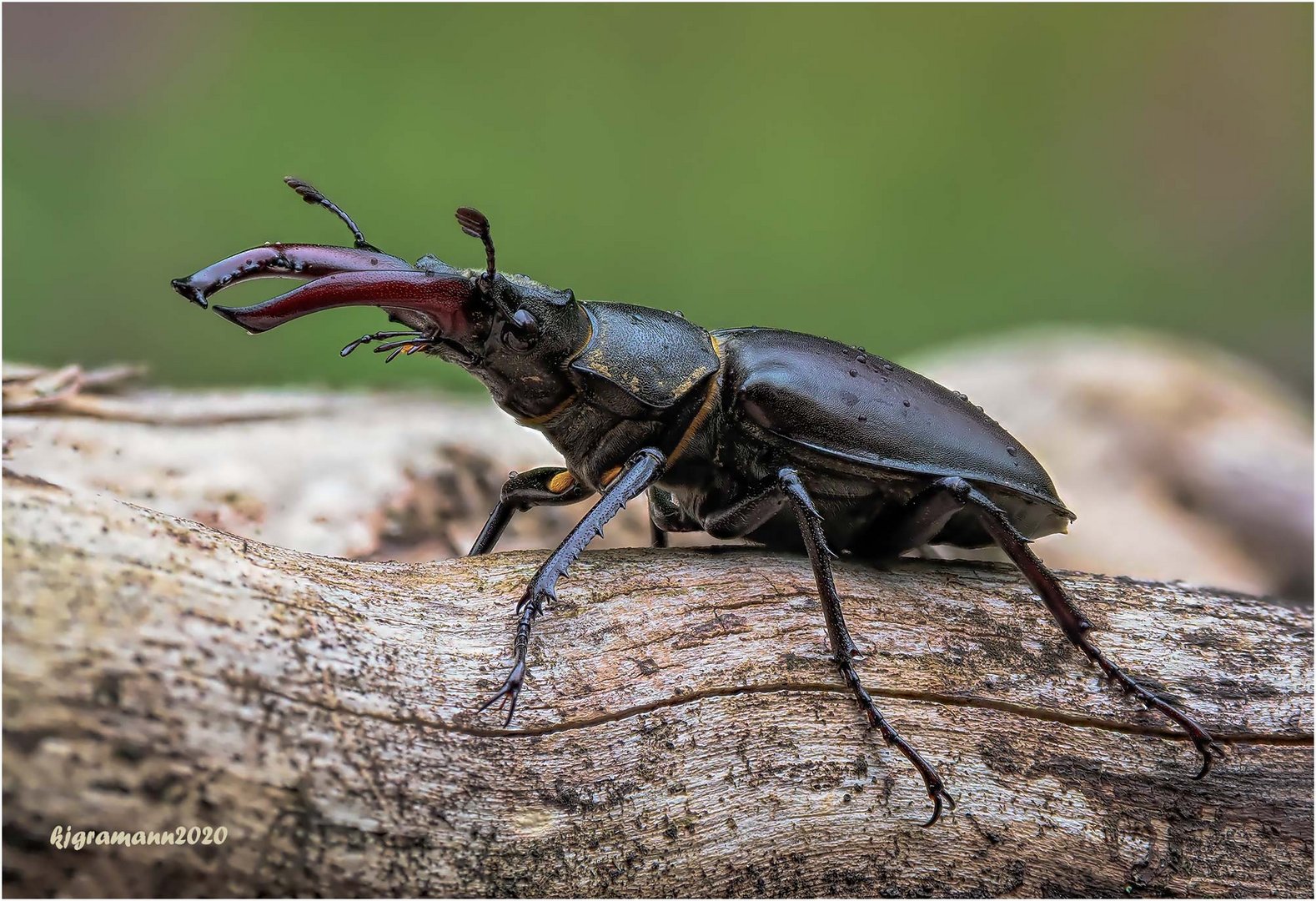 hirschkäfer (lucanus cervus) .....