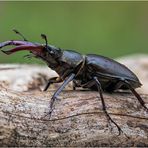 hirschkäfer (lucanus cervus) .....