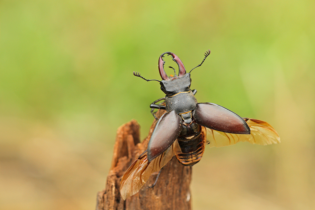 Hirschkäfer - Lucanus cervus