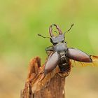 Hirschkäfer - Lucanus cervus