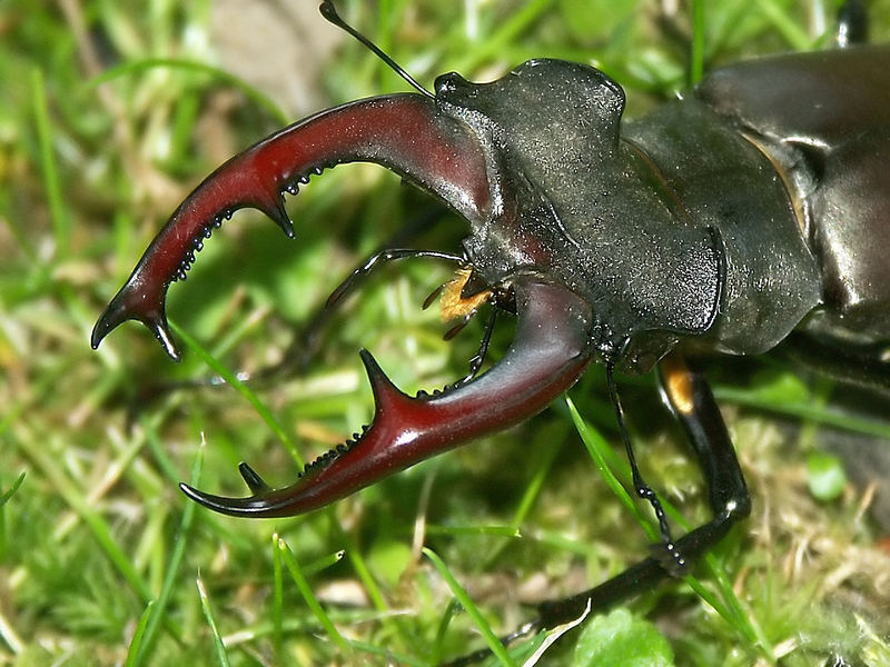 Hirschkäfer (Lucanus cervus)