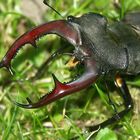 Hirschkäfer (Lucanus cervus)