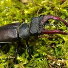 Hirschkäfer (Lucanus cervus)