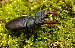 Hirschkäfer (Lucanus cervus)