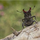 hirschkäfer (lucanus cervus) .....