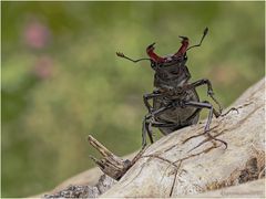 hirschkäfer (lucanus cervus) .....