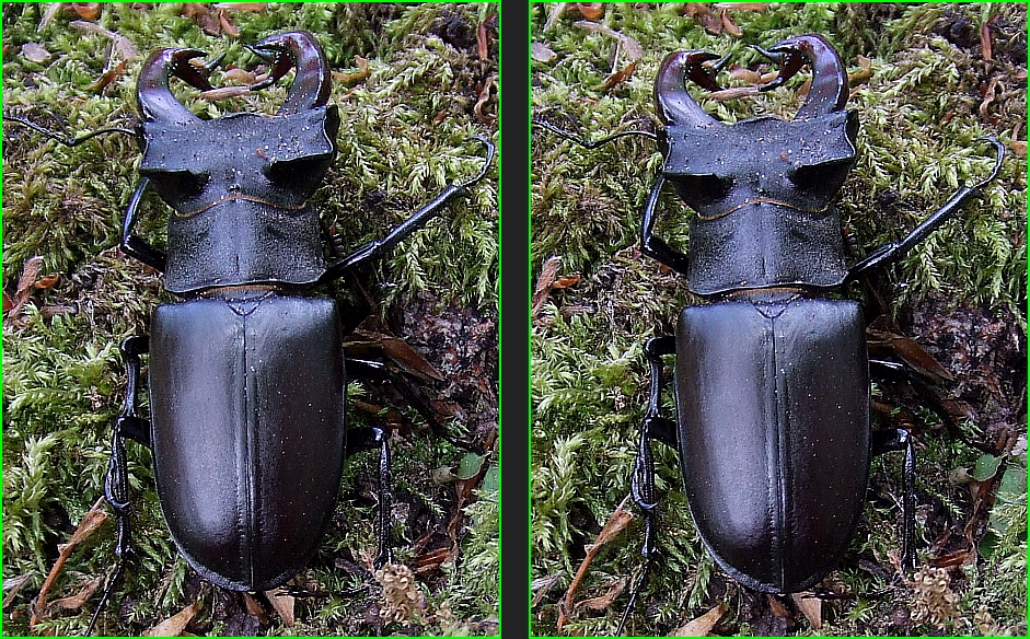 Hirschkäfer (Lucanus cervus)