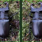 Hirschkäfer (Lucanus cervus)