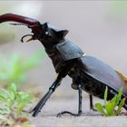  Hirschkäfer (Lucanus cervus)