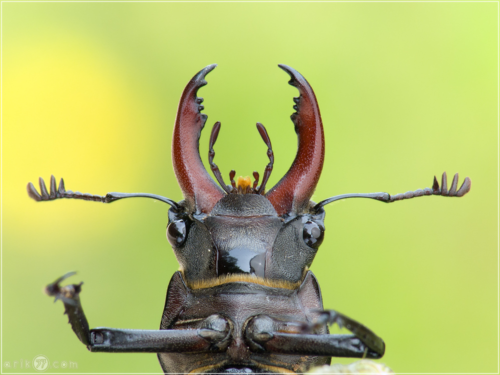 Hirschkäfer - Lucanus cervus