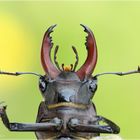 Hirschkäfer - Lucanus cervus