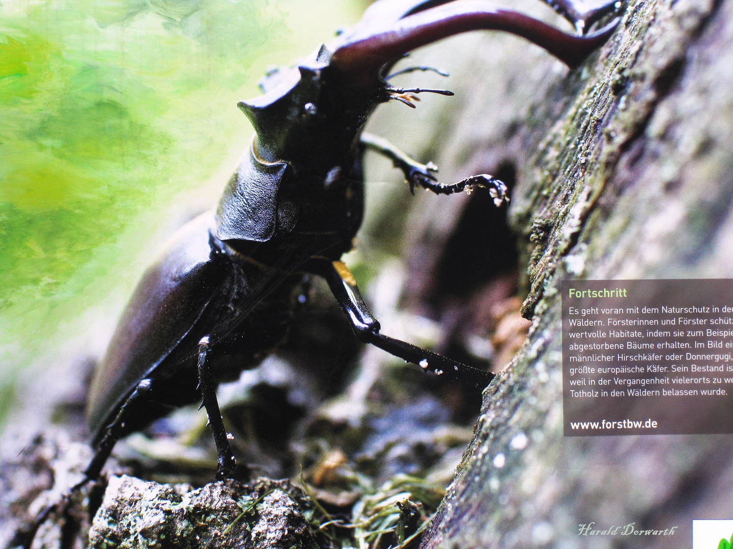 Hirschkäfer (Lucanus cervus)