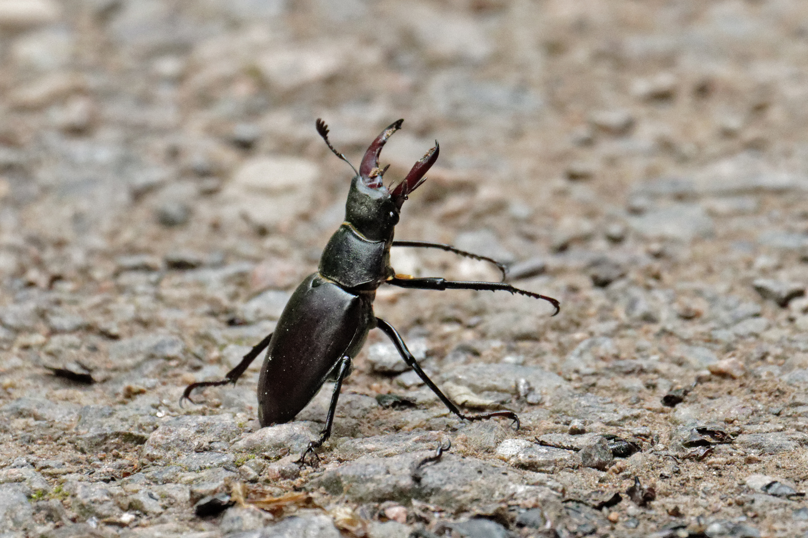 Hirschkäfer (Lucanus cervus)