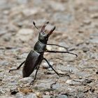 Hirschkäfer (Lucanus cervus)