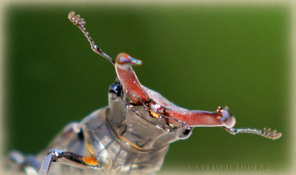 Hirschkäfer ( Lucanus cervus )