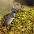 Hirschkäfer (Lucanus cervus)