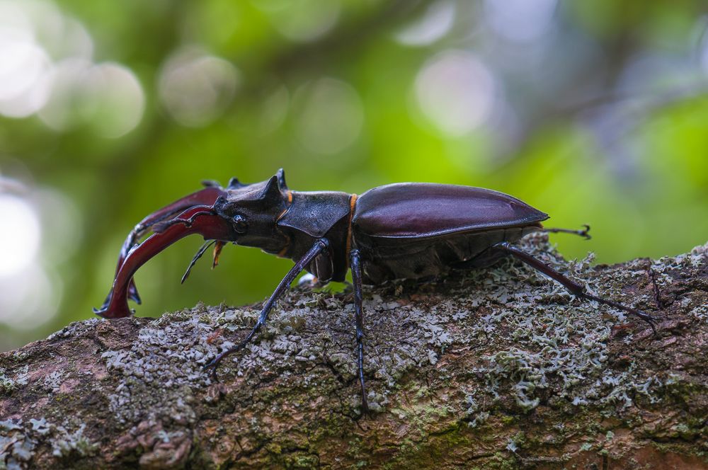 Hirschkäfer (Lucanus cervus)