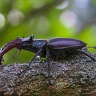 Hirschkäfer (Lucanus cervus)