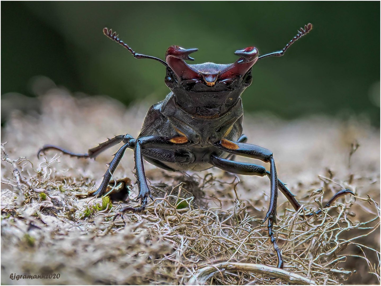 hirschkäfer (lucanus cervus) .....