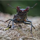 hirschkäfer (lucanus cervus) .....