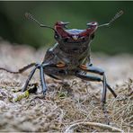 hirschkäfer (lucanus cervus) .....