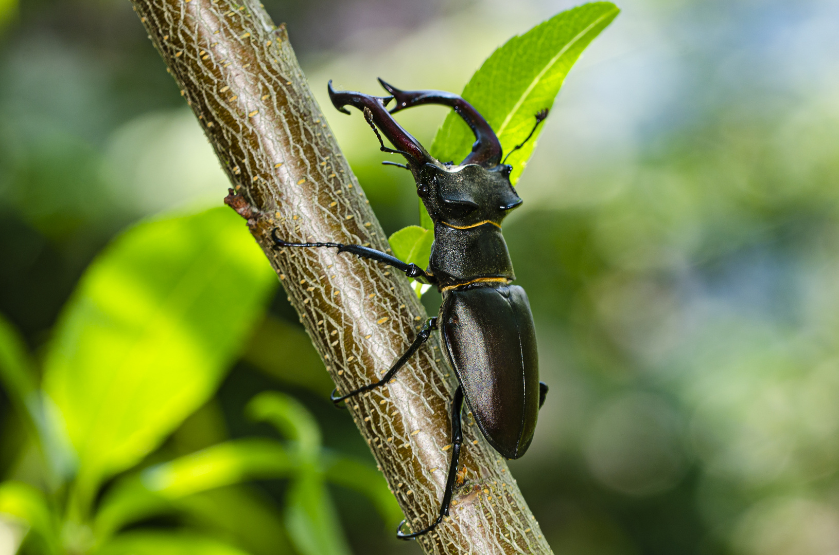 Hirschkäfer (Lucanus cervus)