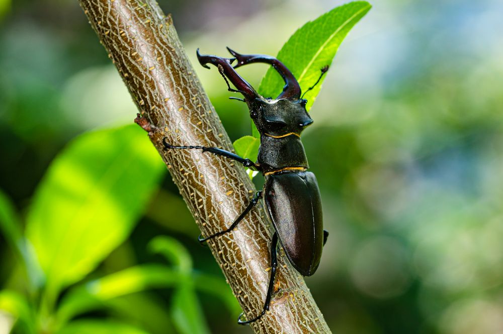 Hirschkäfer (Lucanus cervus)