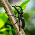 Hirschkäfer (Lucanus cervus)