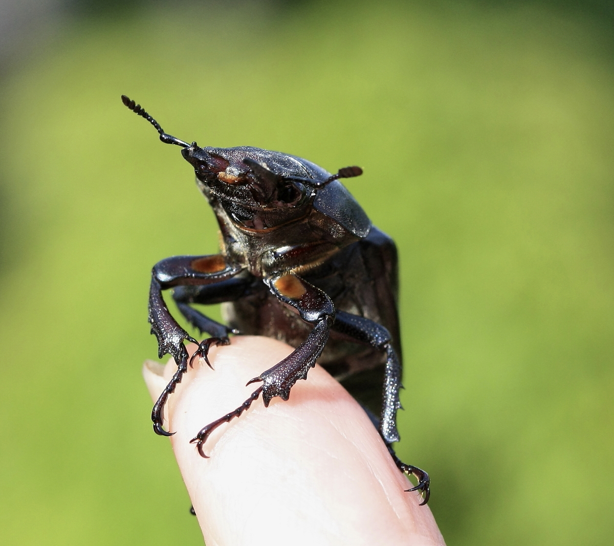 Hirschkäfer (Lucanus cervus)