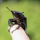 Hirschkäfer (Lucanus cervus)