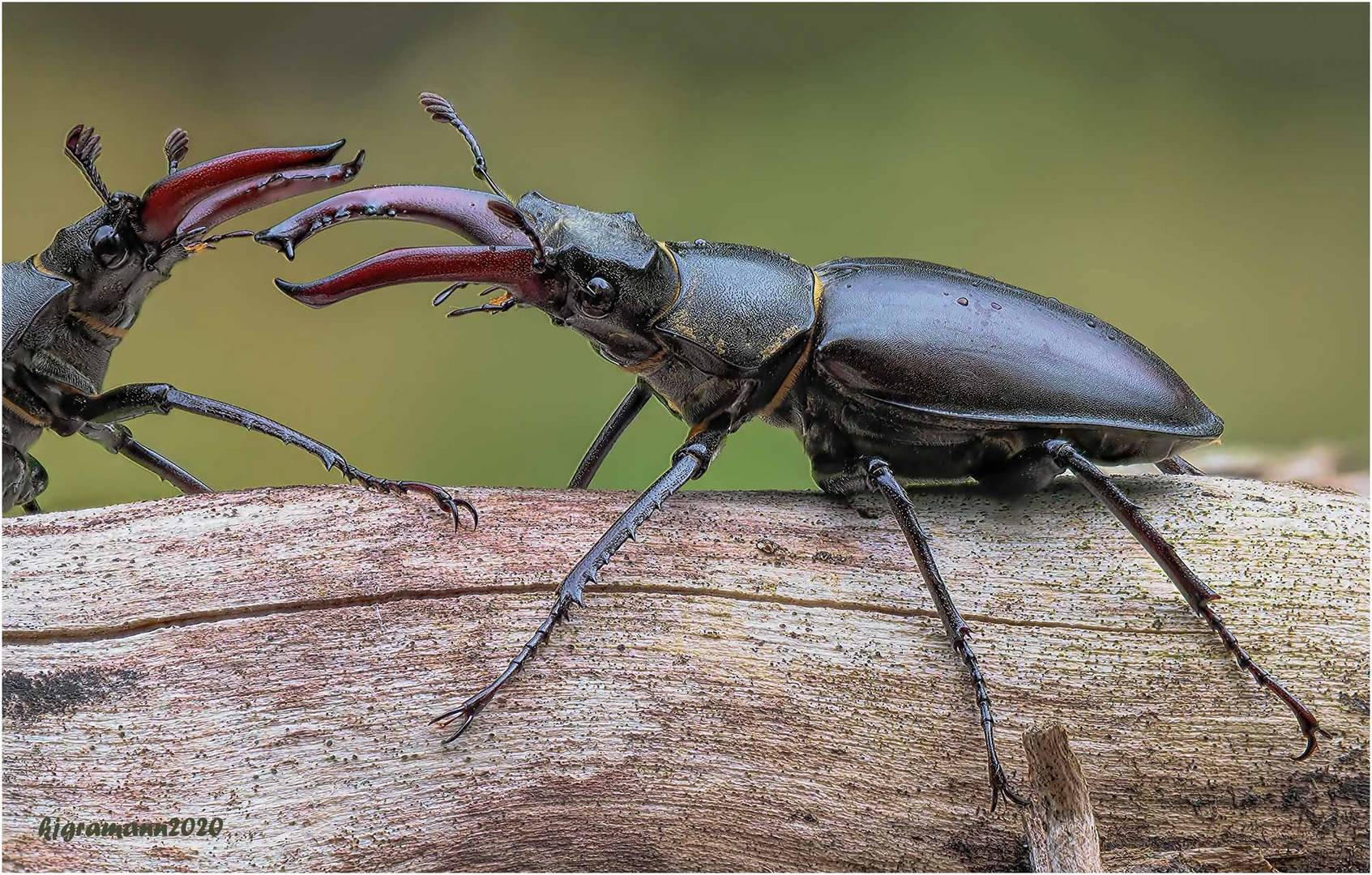 hirschkäfer (lucanus cervus) II .....