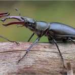 hirschkäfer (lucanus cervus) II .....