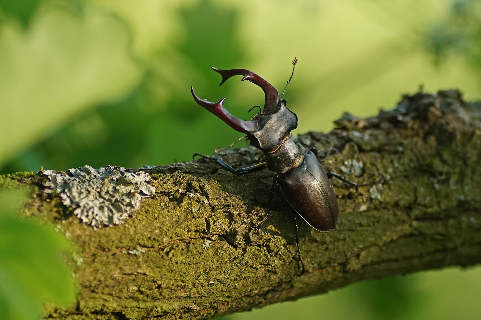 Hirschkäfer (Lucanus cervus), Männchen