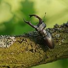 Hirschkäfer (Lucanus cervus), Männchen