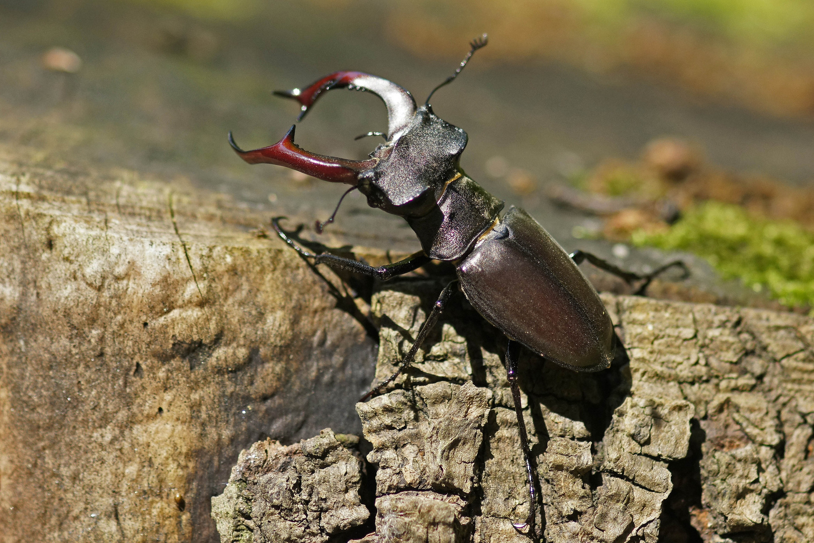 Hirschkäfer (Lucanus cervus), Männchen