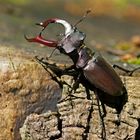 Hirschkäfer (Lucanus cervus), Männchen