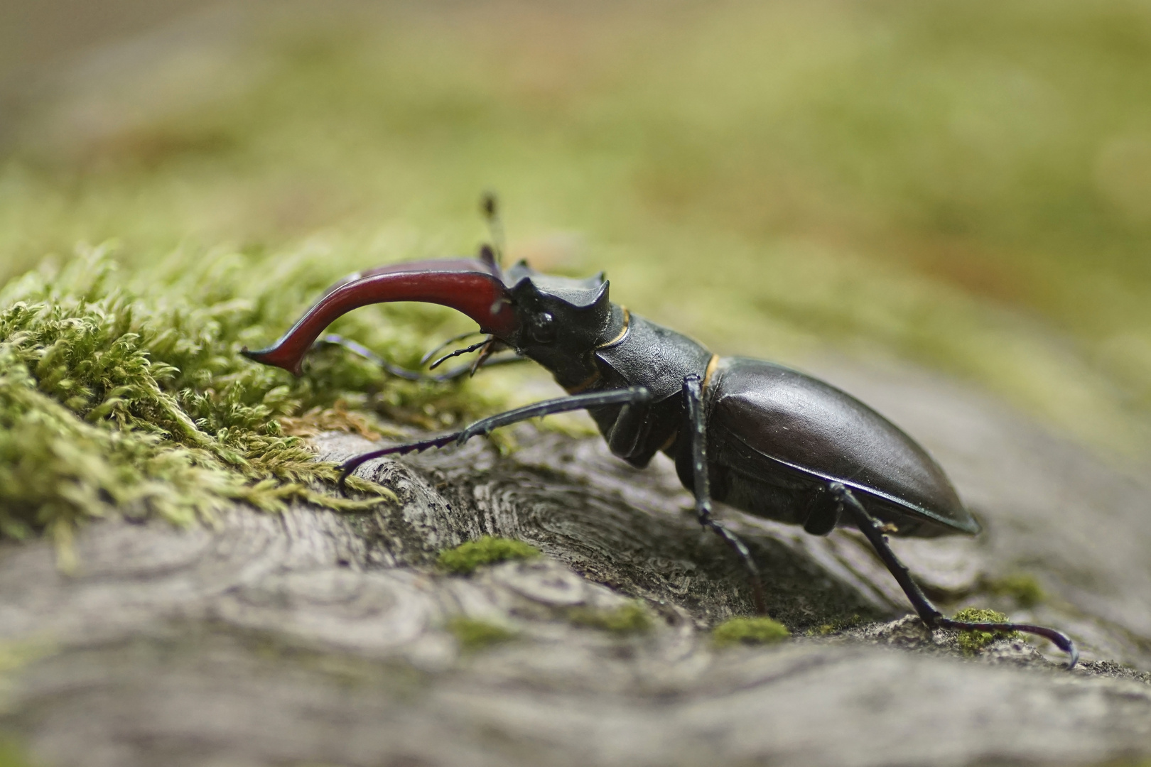 Hirschkäfer (Lucanus cervus), Männchen