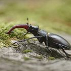 Hirschkäfer (Lucanus cervus), Männchen