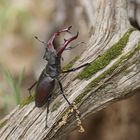 Hirschkäfer (Lucanus cervus), Männchen