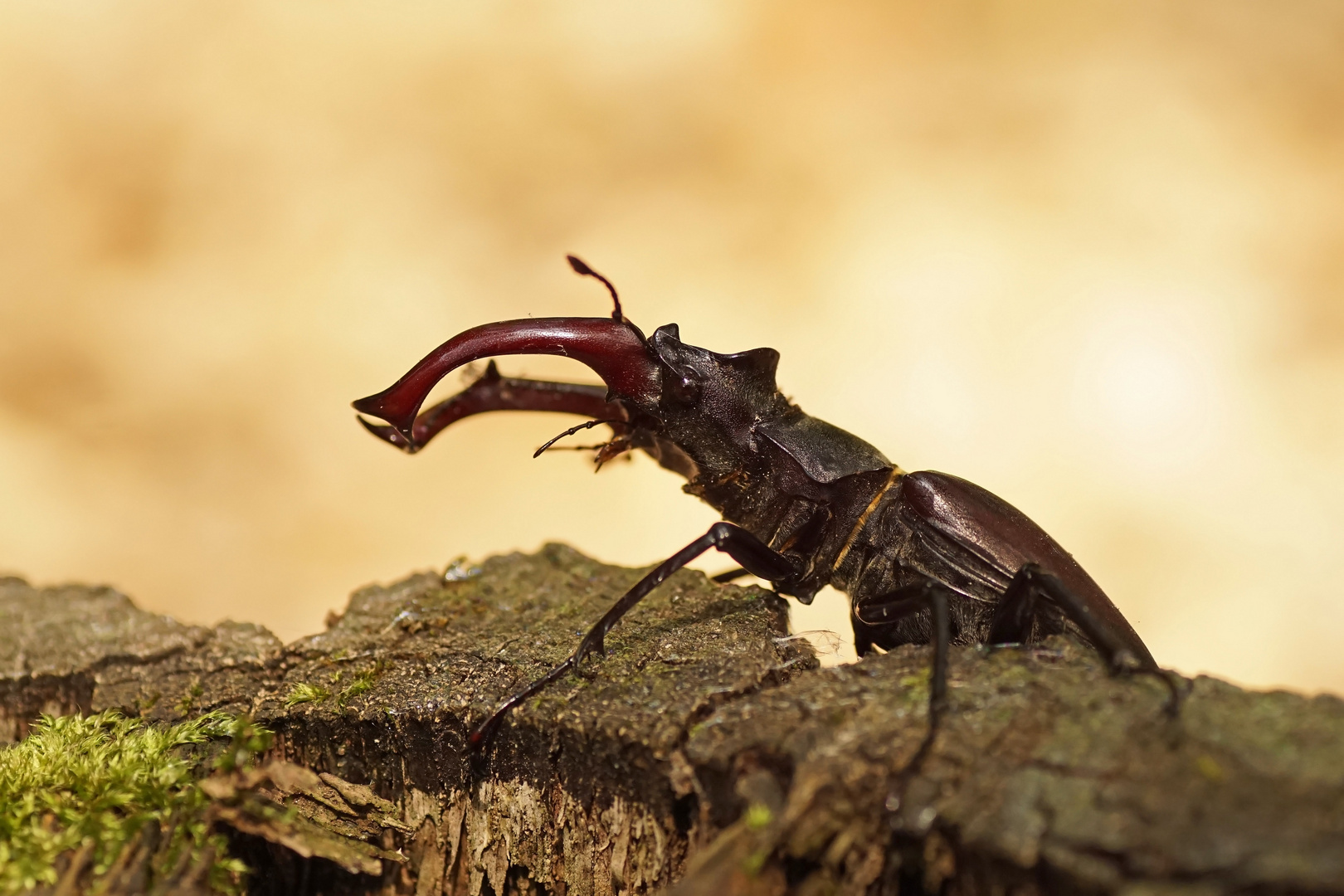 Hirschkäfer (Lucanus cervus), Männchen