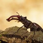 Hirschkäfer (Lucanus cervus), Männchen