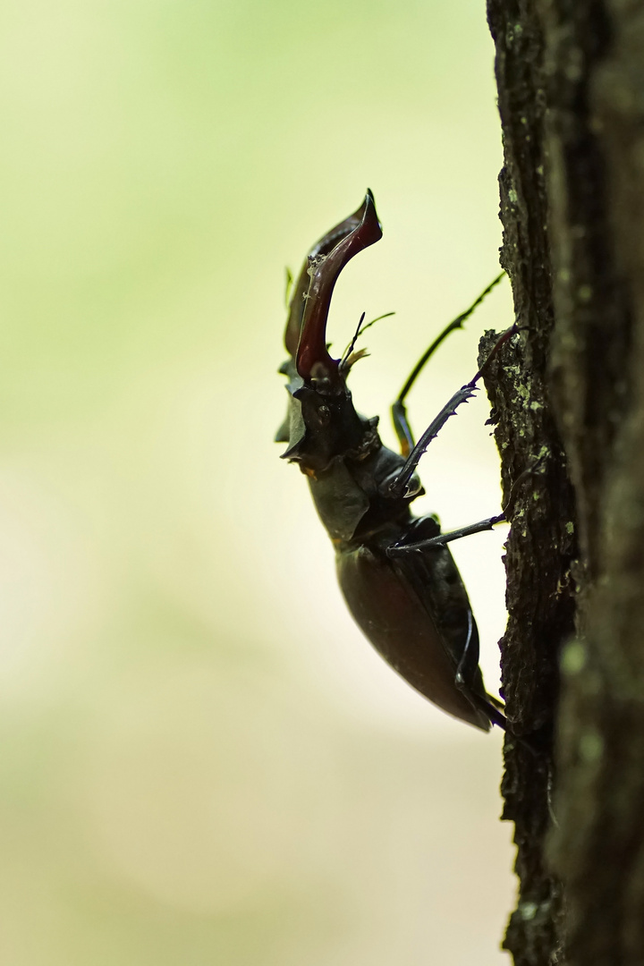 Hirschkäfer (Lucanus cervus), Männchen