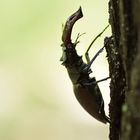 Hirschkäfer (Lucanus cervus), Männchen