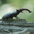 Hirschkäfer (Lucanus cervus), Männchen